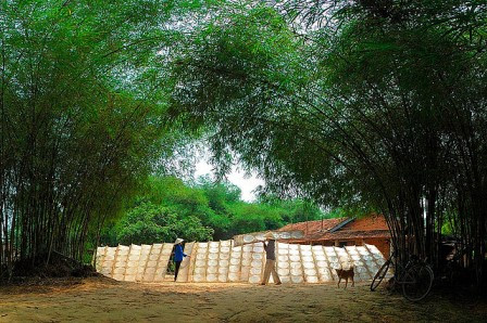 Tre gắn bó với cuộc sống của người dân quê (Ảnh: Victor Phùng)